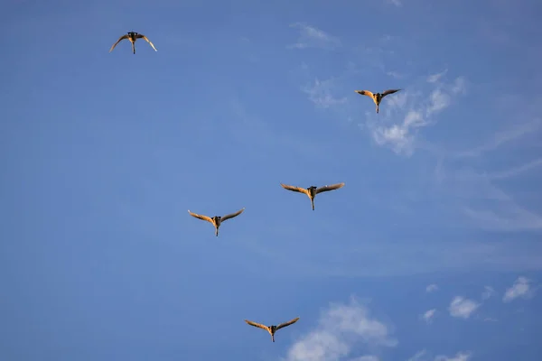 Bando Cisnes Voadores Contra Céu Azul Polônia — Fotografia de Stock