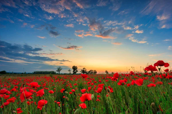 波兰美丽的草地 日落时开着罂粟花 — 图库照片