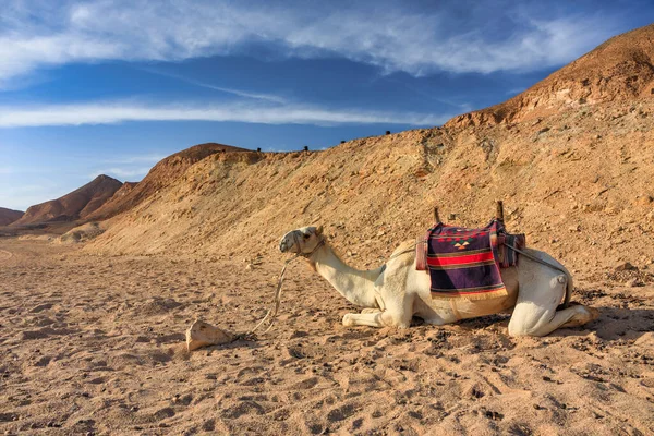 Wielbłąd Pustyni Regionie Marsa Alam Egipt — Zdjęcie stockowe