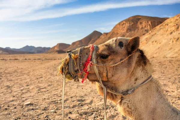 Верблюд Пустыне Регионе Марса Алам Египет — стоковое фото