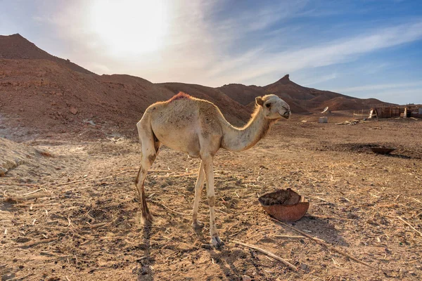 Velbloud Poušti Oblasti Marsa Alam Egypt — Stock fotografie