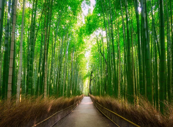 Úžasná Krajina Bambusového Lesa Arashiyama Japonském Kjótu — Stock fotografie