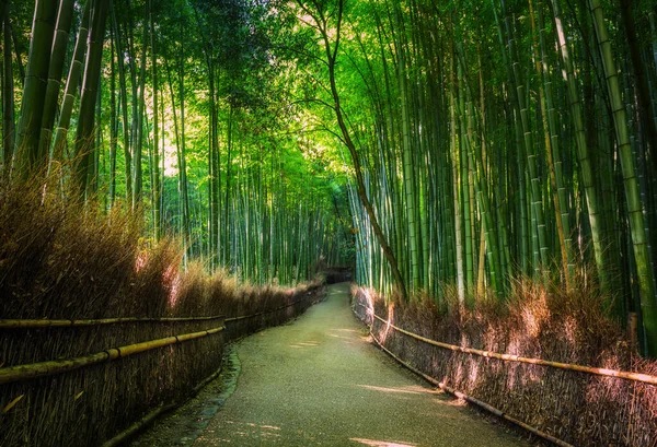 Increíble Paisaje Del Bosque Bambú Arashiyama Kyoto Japón —  Fotos de Stock