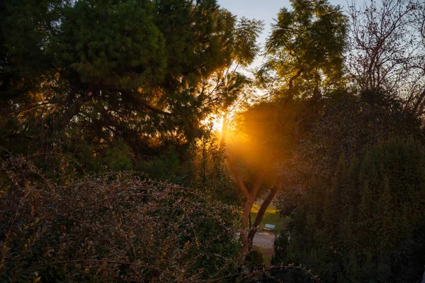 スペイン バレンシアのチュリア公園の美しい景色日の出 — ストック写真