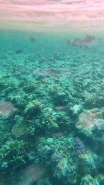 Tropikal balıklı Kızıldeniz mercan resifi, Mısır