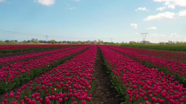 Tulipanes Florecientes Campo Del Norte Polonia — Vídeo de stock
