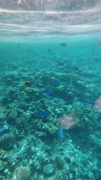 Ερυθρά Θάλασσα Κοραλλιογενή Ύφαλο Τροπικά Ψάρια Αίγυπτος — Αρχείο Βίντεο