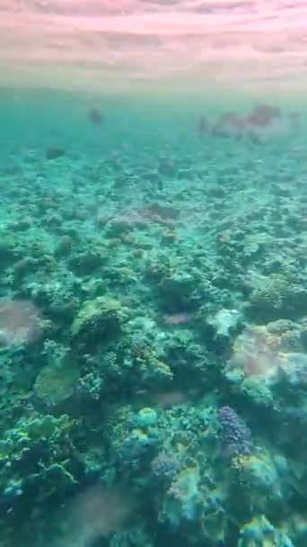 Rafa Koralowa Morza Czerwonego Tropikalnymi Rybami Egipt — Wideo stockowe