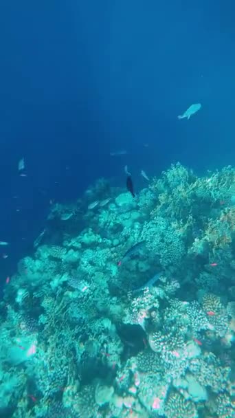 Korallenriff Roten Meer Mit Tropischen Fischen Ägypten — Stockvideo