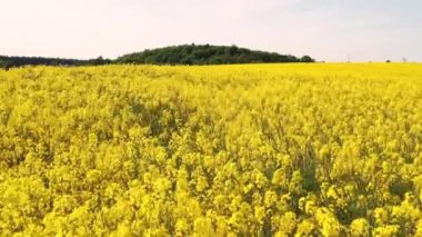 Mavi gökyüzünün altındaki sarı kolza tohumu tarlasının havadan manzarası, Polonya