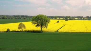 Güneşli bir günde Sobieszewo Adası 'nda sarı kolza tohumu tarlası. Polonya