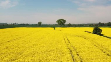 Güneşli bir günde Sobieszewo Adası 'nda sarı kolza tohumu tarlası. Polonya