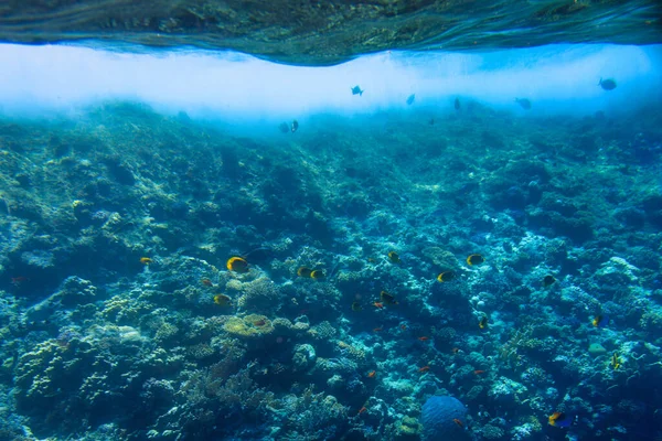 熱帯魚 エジプトと紅海水中風景 — ストック写真