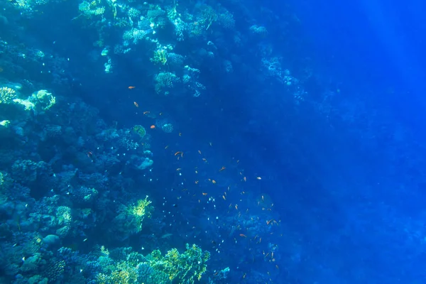 Podvodní Scenerie Rudého Moře Tropických Ryb Egypt — Stock fotografie