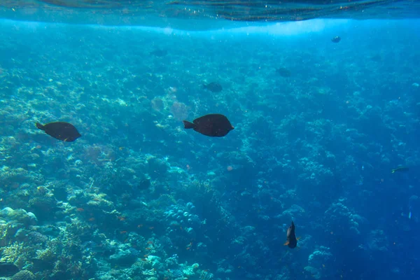 Червоне Море Підводні Пейзажі Тропічних Риб Єгипет — стокове фото