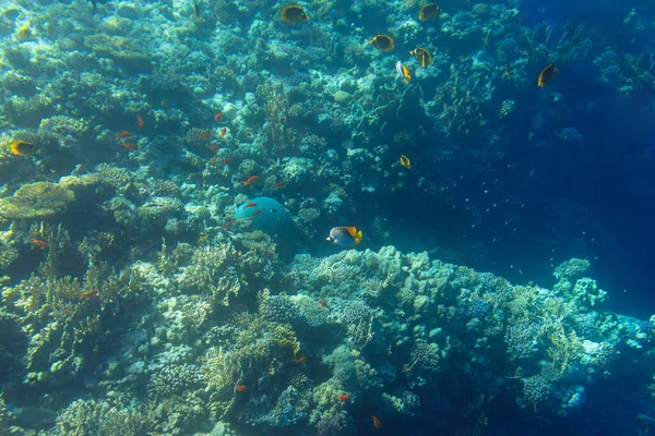 Mar Vermelho Paisagem Subaquática Com Peixes Tropicais Egito — Fotografia de Stock
