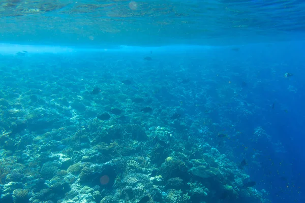 Mar Rojo Paisaje Submarino Con Peces Tropicales Egipto — Foto de Stock