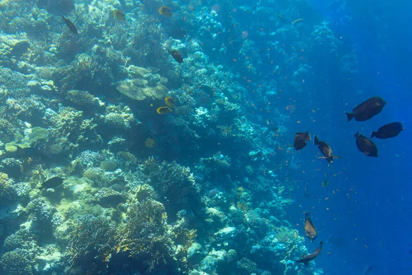 Mar Vermelho Paisagem Subaquática Com Peixes Tropicais Egito — Fotografia de Stock