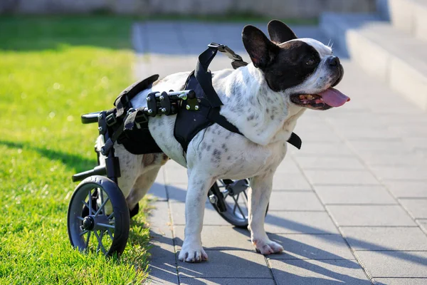 Paralyzed French Bulldog on a dog wheelchair.