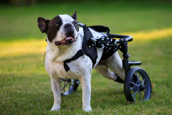 坐在狗轮椅上的瘫痪的法国斗牛犬 — 图库照片