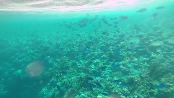 Red Sea Sualtı Sahne Ile Tropikal Balıkçı Mısır — Stok video