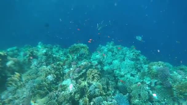 Mar Rojo Paisaje Submarino Con Peces Tropicales Egipto — Vídeo de stock