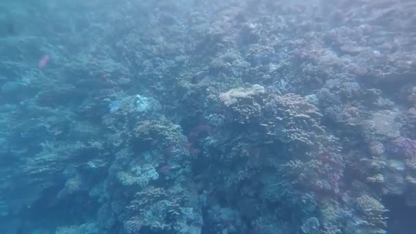 Laut Merah Pemandangan Bawah Laut Dengan Ikan Tropis Mesir — Stok Video