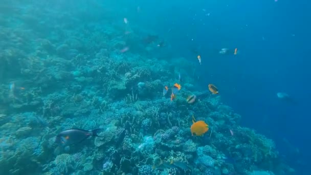 Mar Vermelho Paisagem Subaquática Com Peixes Tropicais Egito — Vídeo de Stock