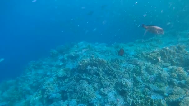 红海水下风景与热带鱼 — 图库视频影像