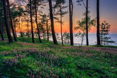 Günbatımında Polonya 'nın Sztutowo kentinde Baltık Denizi kıyısındaki çam ormanı.