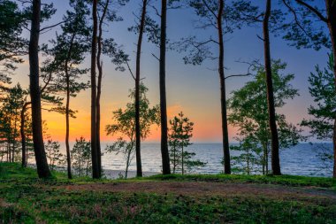 Günbatımında Polonya 'nın Sztutowo kentinde Baltık Denizi kıyısındaki çam ormanı.