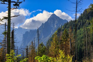 Yazın Tatra dağlarında güzel bir manzara, Polonya