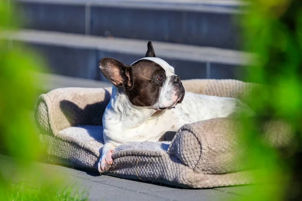 Years Old French Bulldog Lying Sunny Garden — Stock Photo, Image