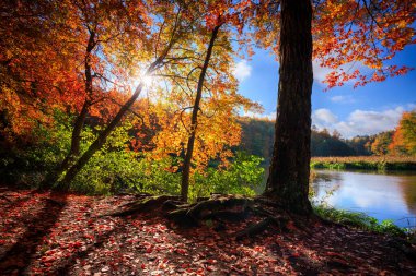 Ormanın sonbahar manzarası ve Kashubia 'daki çarpık Radunia nehri. Polonya