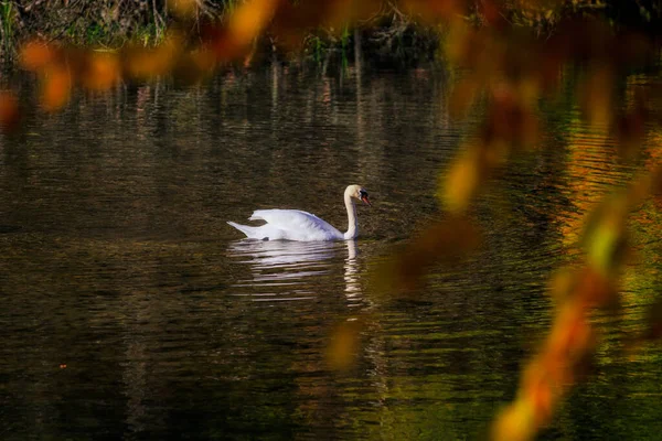 Swans swimming on the river in the autumn landscape of Kashubia. Poland