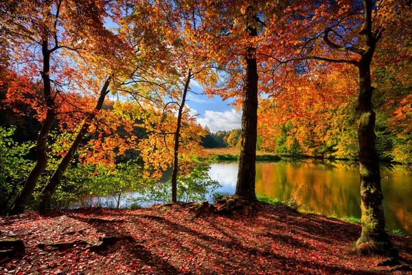 Ormanın sonbahar manzarası ve Kashubia 'daki çarpık Radunia nehri. Polonya