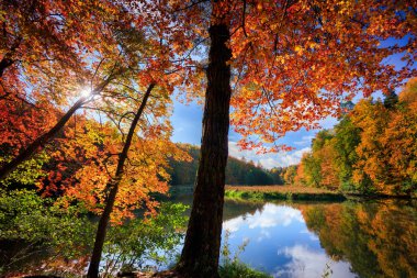 Ormanın sonbahar manzarası ve Kashubia 'daki çarpık Radunia nehri. Polonya