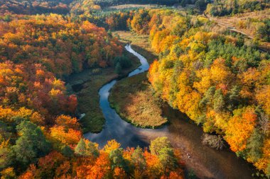 Ormanın sonbahar manzarası ve Kashubia 'daki çarpık Radunia nehri. Polonya