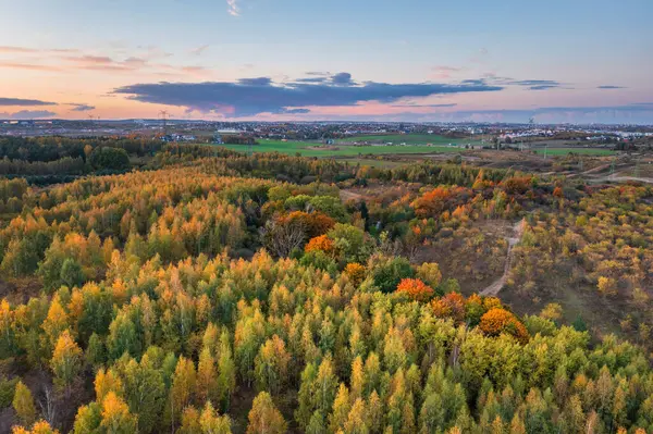 Polonya 'nın Rotmankai kentindeki ormanın havadan görünüşü