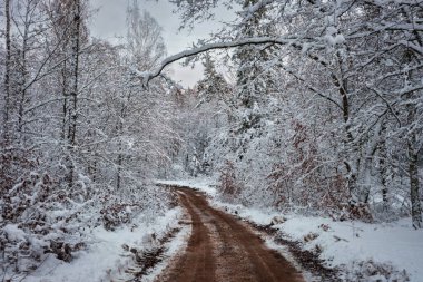 Kışın karlı ormandan geçen yol, Polonya.