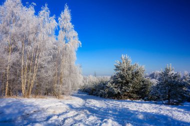 Polonya 'da kış boyunca ormandaki güzel donmuş ağaçlar