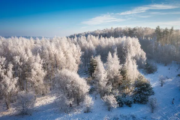 Krásné Zamrzlé Stromy Lese Během Zimy Polsku — Stock fotografie