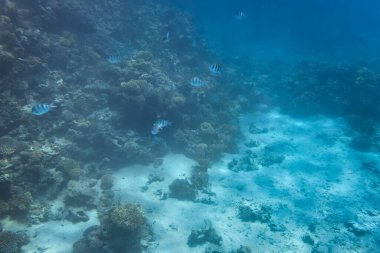 Red Sea sualtı sahne ile tropikal balıkçı, Mısır
