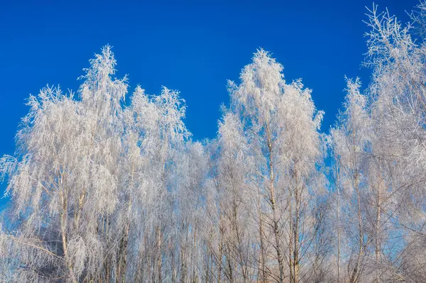 Beautiful Frozen Trees Forest Winter Poland — Stock Photo, Image
