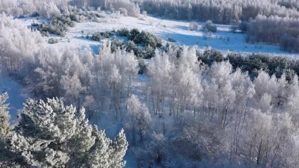 Schöne Gefrorene Bäume Wald Winter Polen — Stockvideo