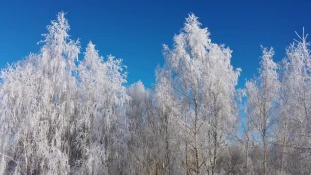 Mooie Bevroren Bomen Het Bos Tijdens Winter Polen — Stockvideo