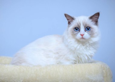 Mavi gözlü bir bez bebek yatakta oturuyor.