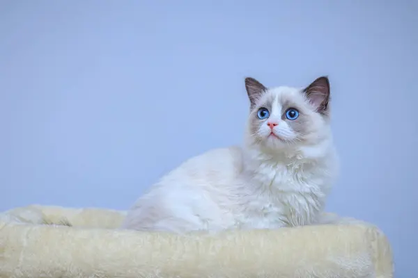 Een Blauwogige Ragdoll Kitten Zittend Een Bed — Stockfoto