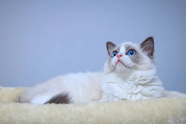 Een Blauwogige Ragdoll Kitten Zittend Een Bed — Stockfoto