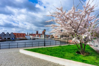 Gdansk 'taki Motlawa nehrinin üzerindeki ağaçlarda açan bahar çiçekleri. Polonya